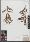 Foto von Salix triandra L. x Salix viminalis L.